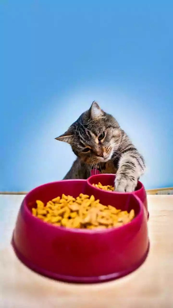 Feline Food Mysteries Solved: Why Your Cat Walks Away Mid-Meal
