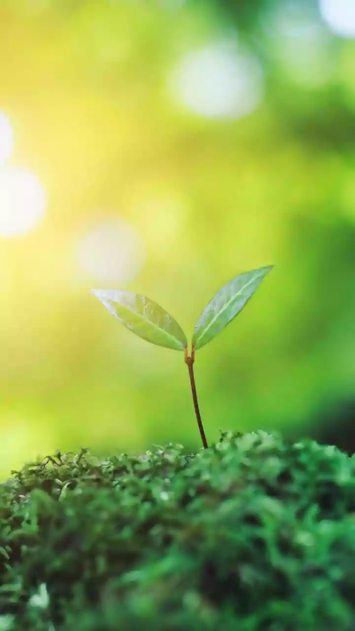 Purpose-Driven Startups Are Redefining Growth Through Responsibility, Sustainability And Social Impact