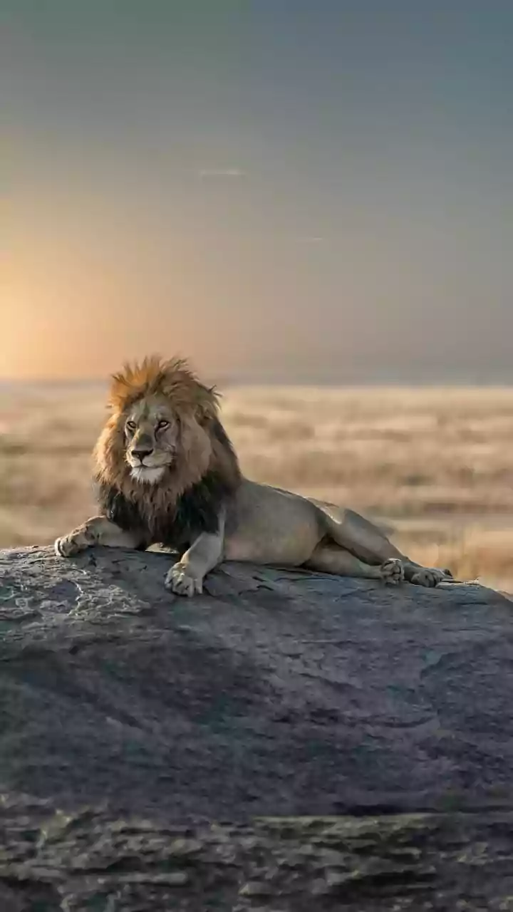 Gir Is Not The Only Name Now: 17 Lions Live In Gujarat's Barda Sanctuary