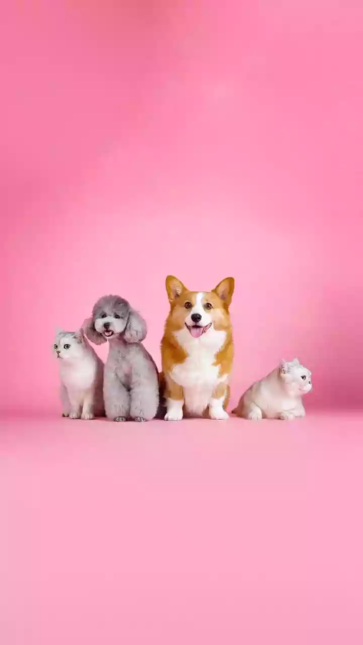 Charming Companions: Delightful Dog Breeds for Gifting