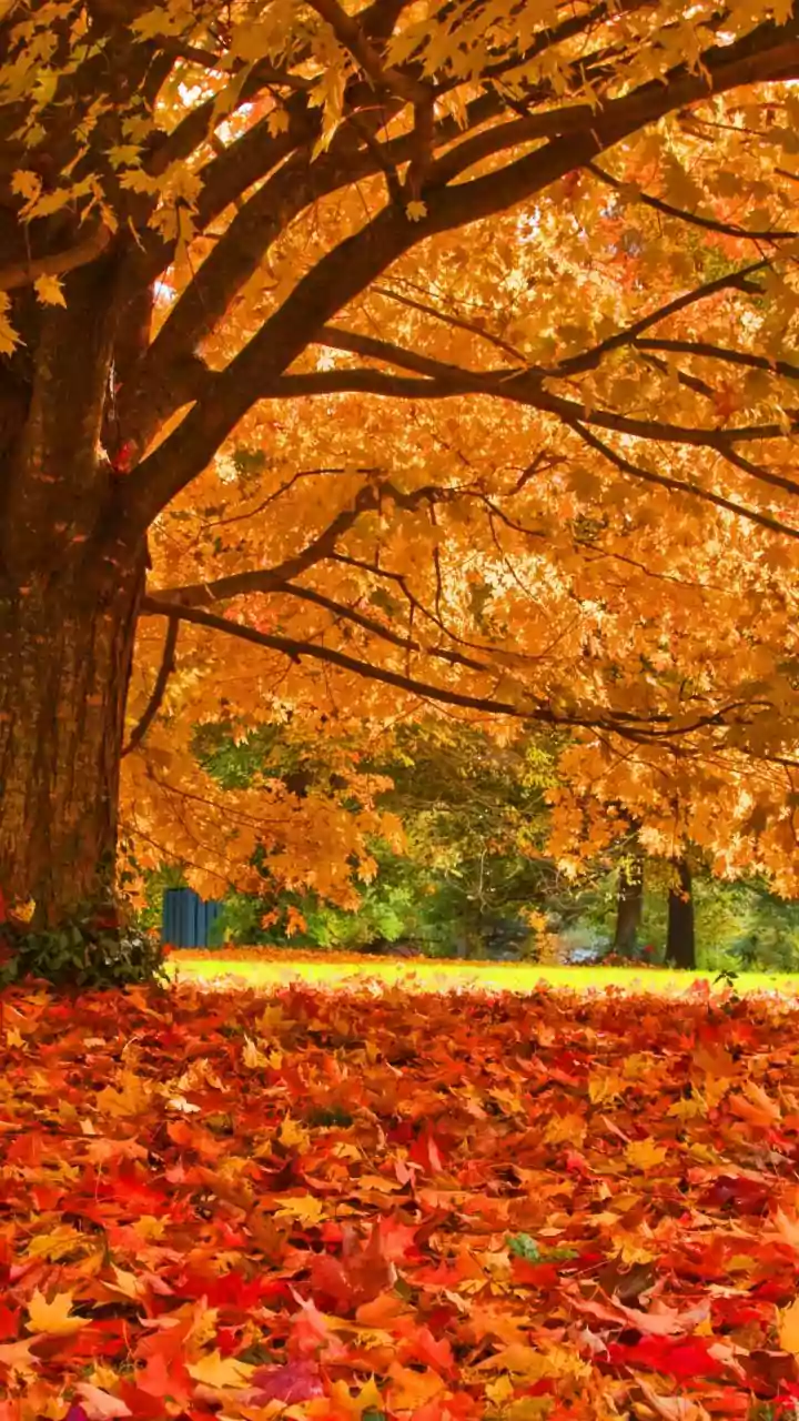 Fall foliage season captivates viewers globally, including Indian expatriates