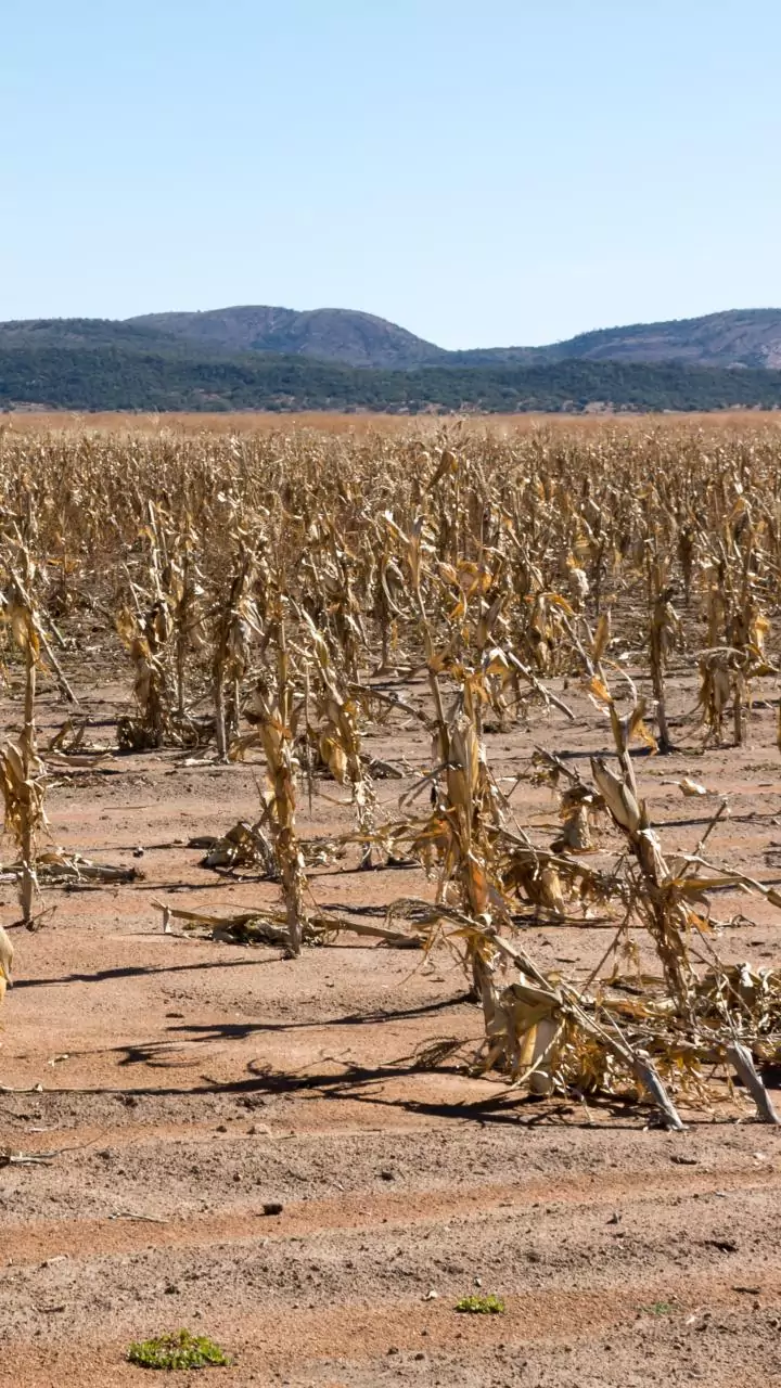 Crops on over 2.05 lakh hectares damaged due to unseasonal rains in Maharashtra