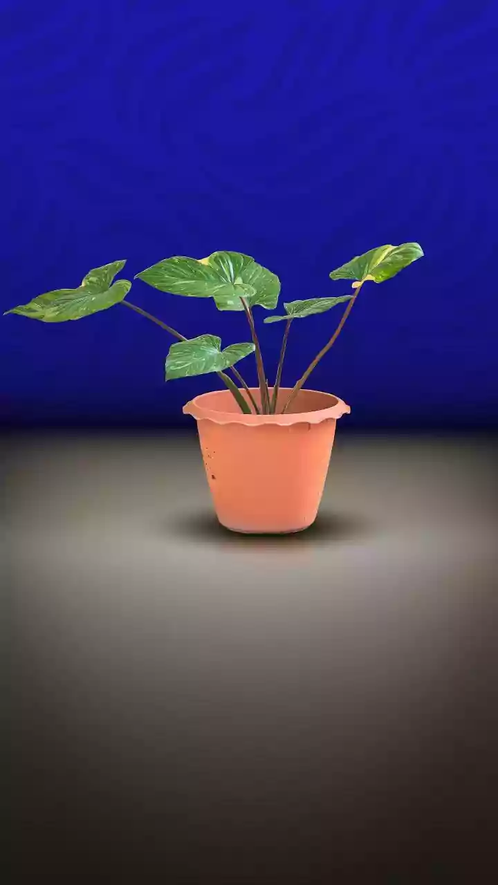 A Decorative Shell Is Not Automatically a Suitable Planter