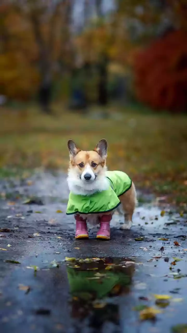 Pet Owners Flock To Buy Quick-Dry Microfibre Pet Raincoats