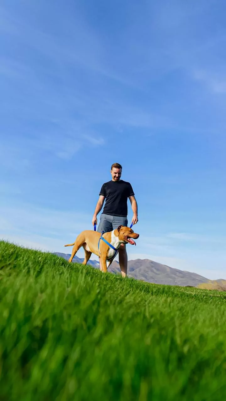 'Best Friend': Loyal Pit Bull Refuses To Leave Dead Owner's Body In Biting Himachal Cold | Video