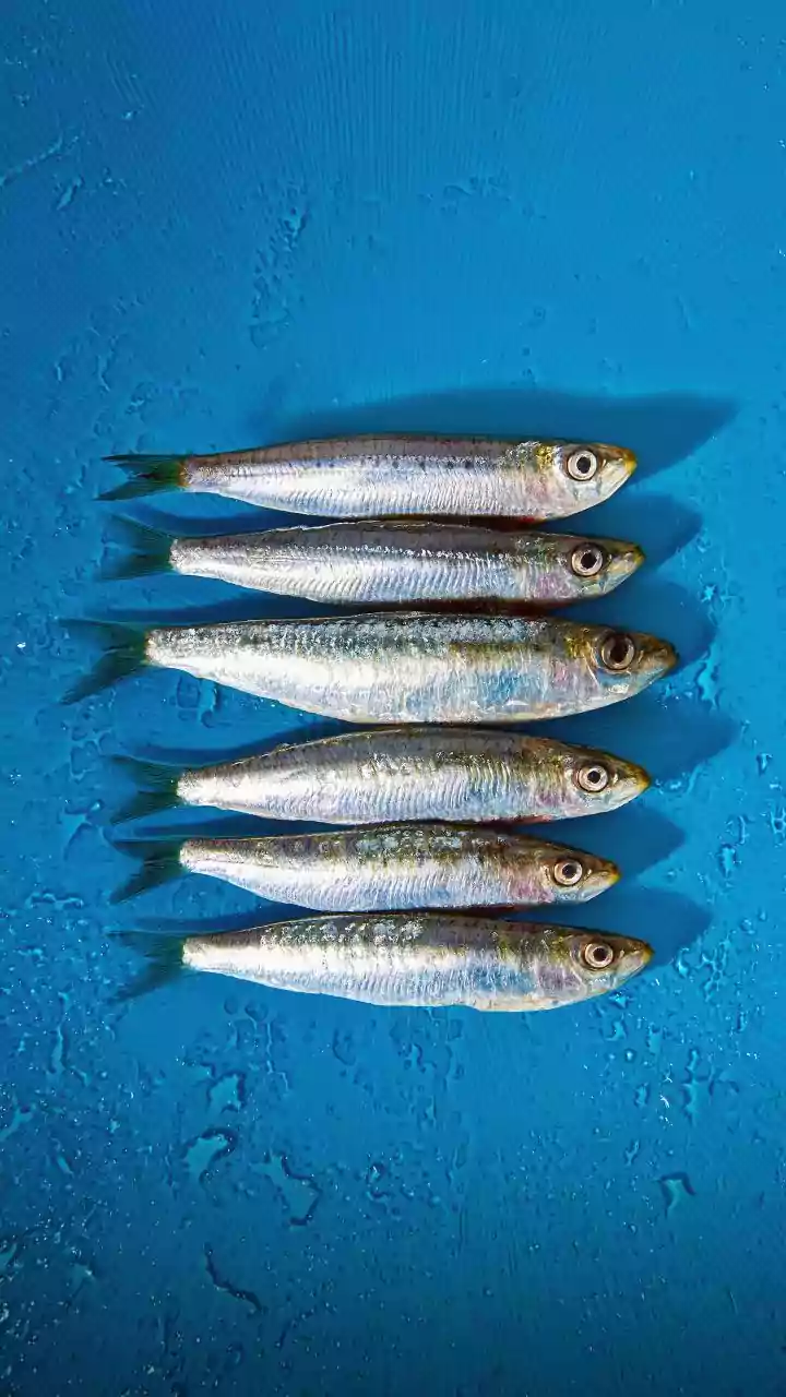 Anvisa manda recolher lote de sardinha congelada contaminada