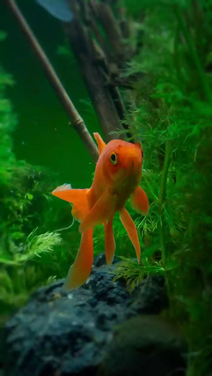 Beyond a Few Years: Discover the 5 Longest-Living Aquarium Fish Companions