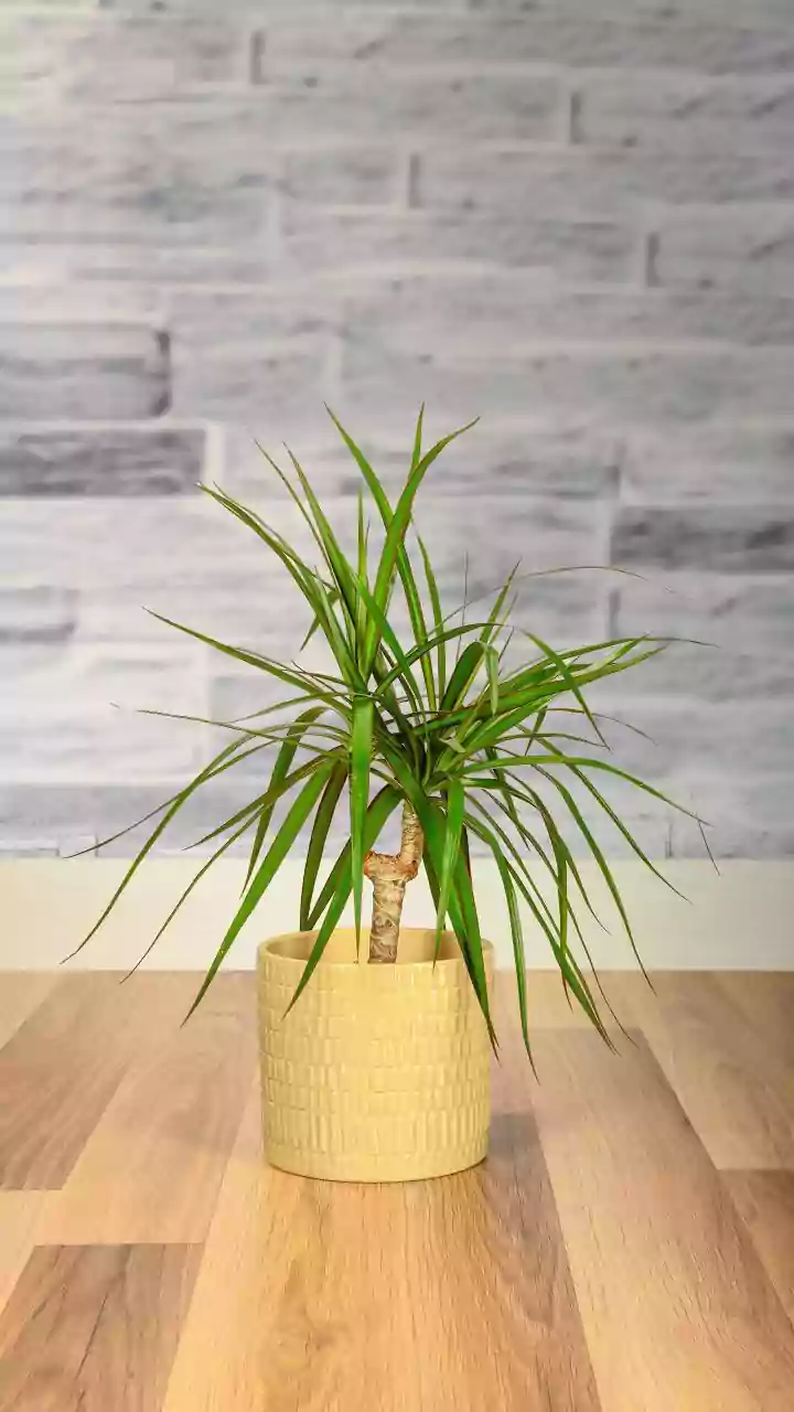 Houseplants And Indoor Air Claims: Balancing Decoration With Easy Maintenance