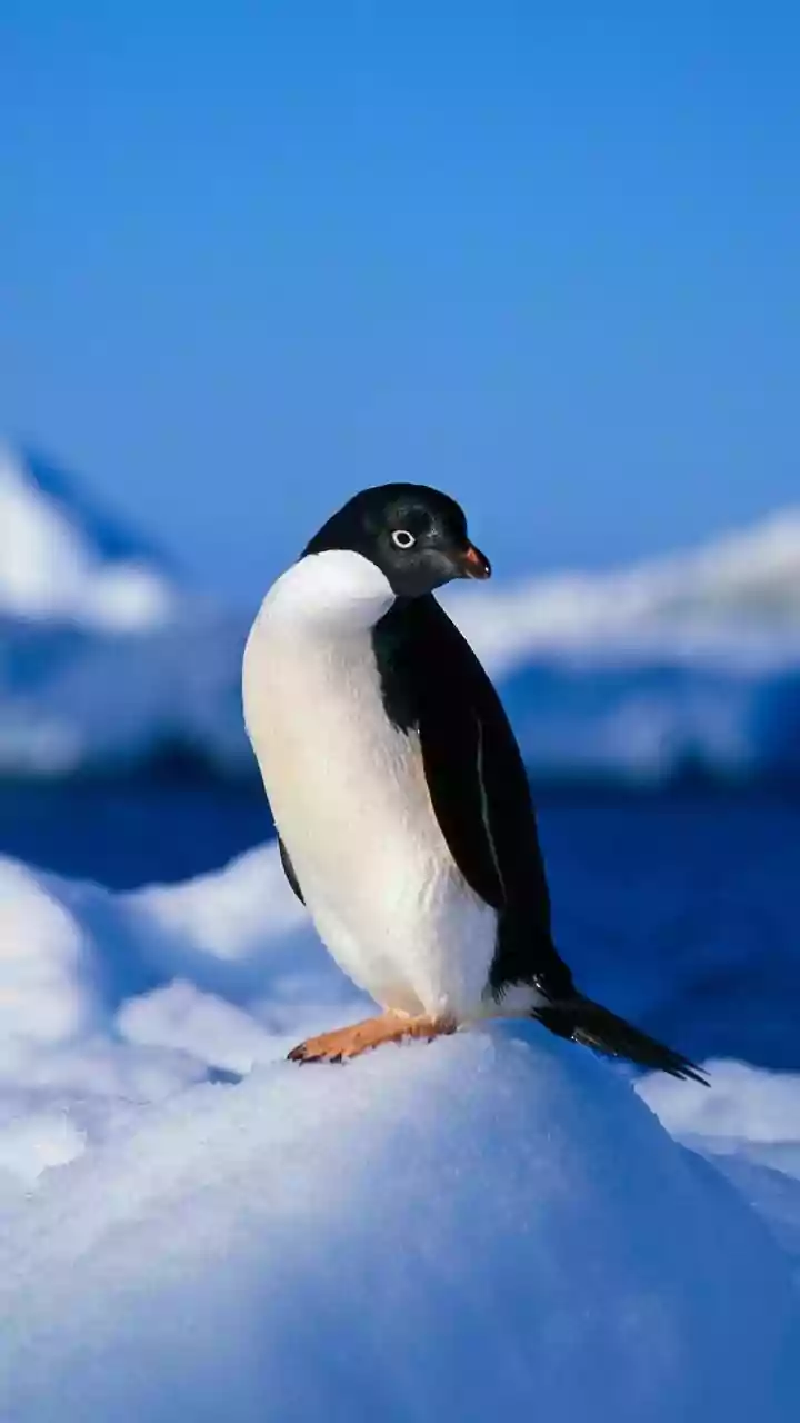 What Antarctica’s Low Winter Sea Ice Means For Penguins And Ice Shelves