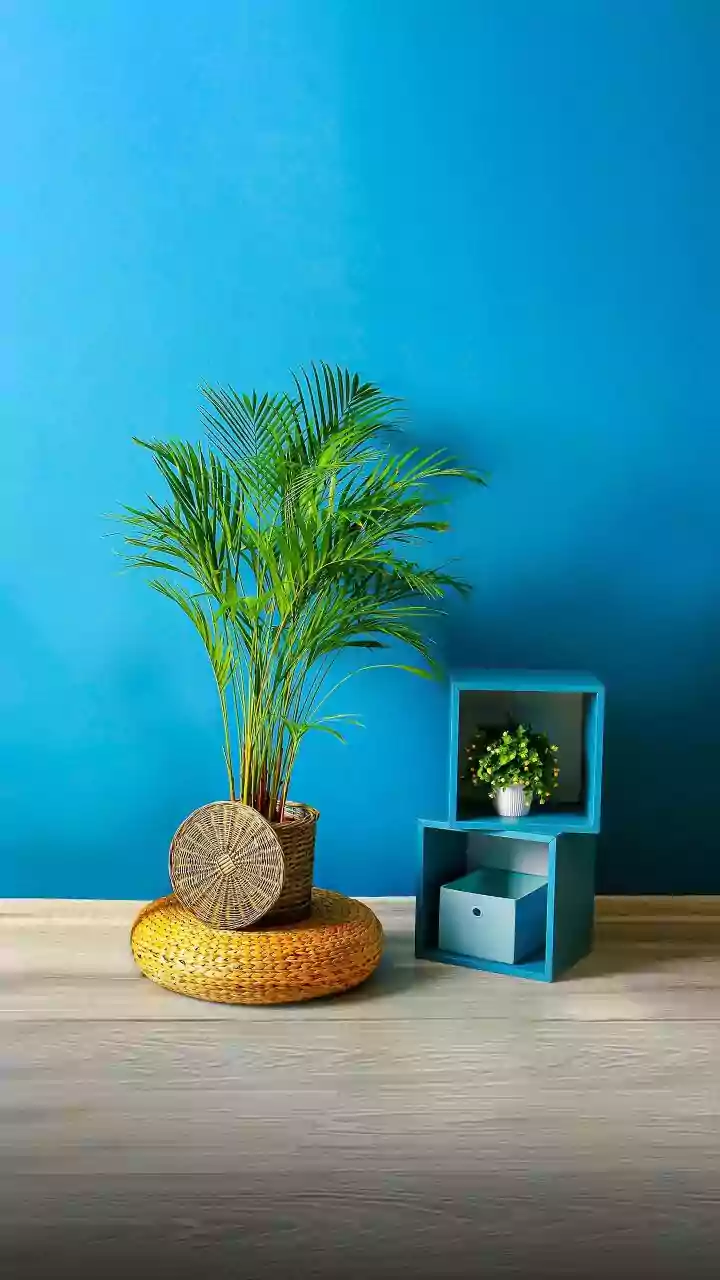 Shakti Mohan's Mumbai Haven: A Three-Story Oasis of Plants and Cherished Memories