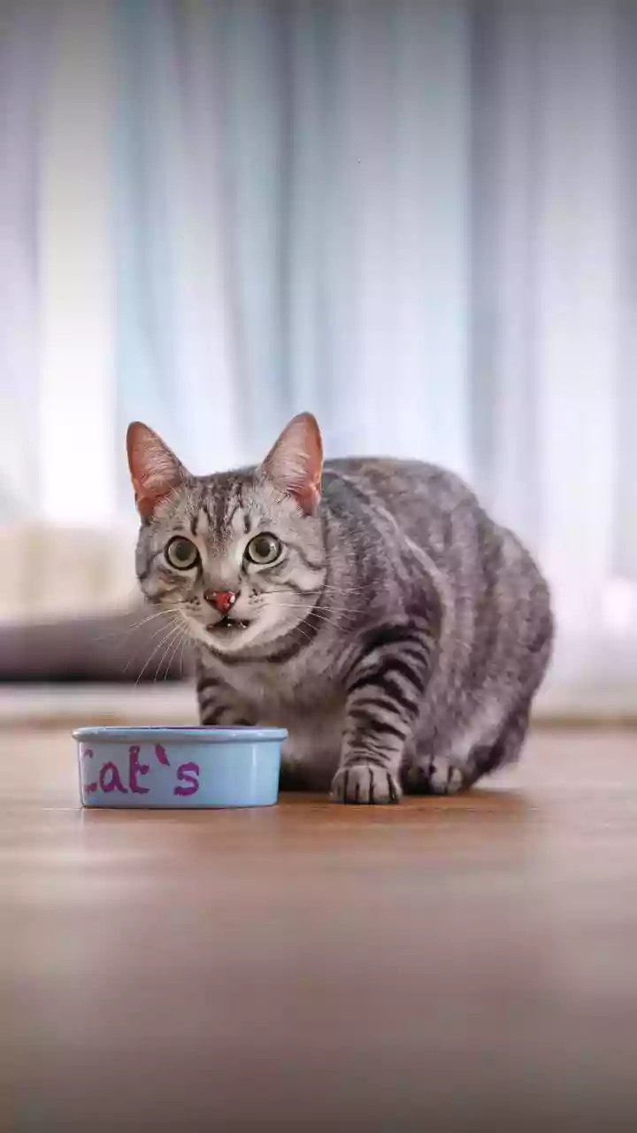 Keep Pet Bowls and Toys Away During Floor Cleaning