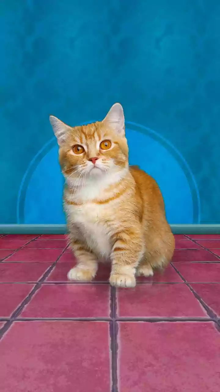 Feline Friendship: How Cats Chose Us, Not the Other Way Around