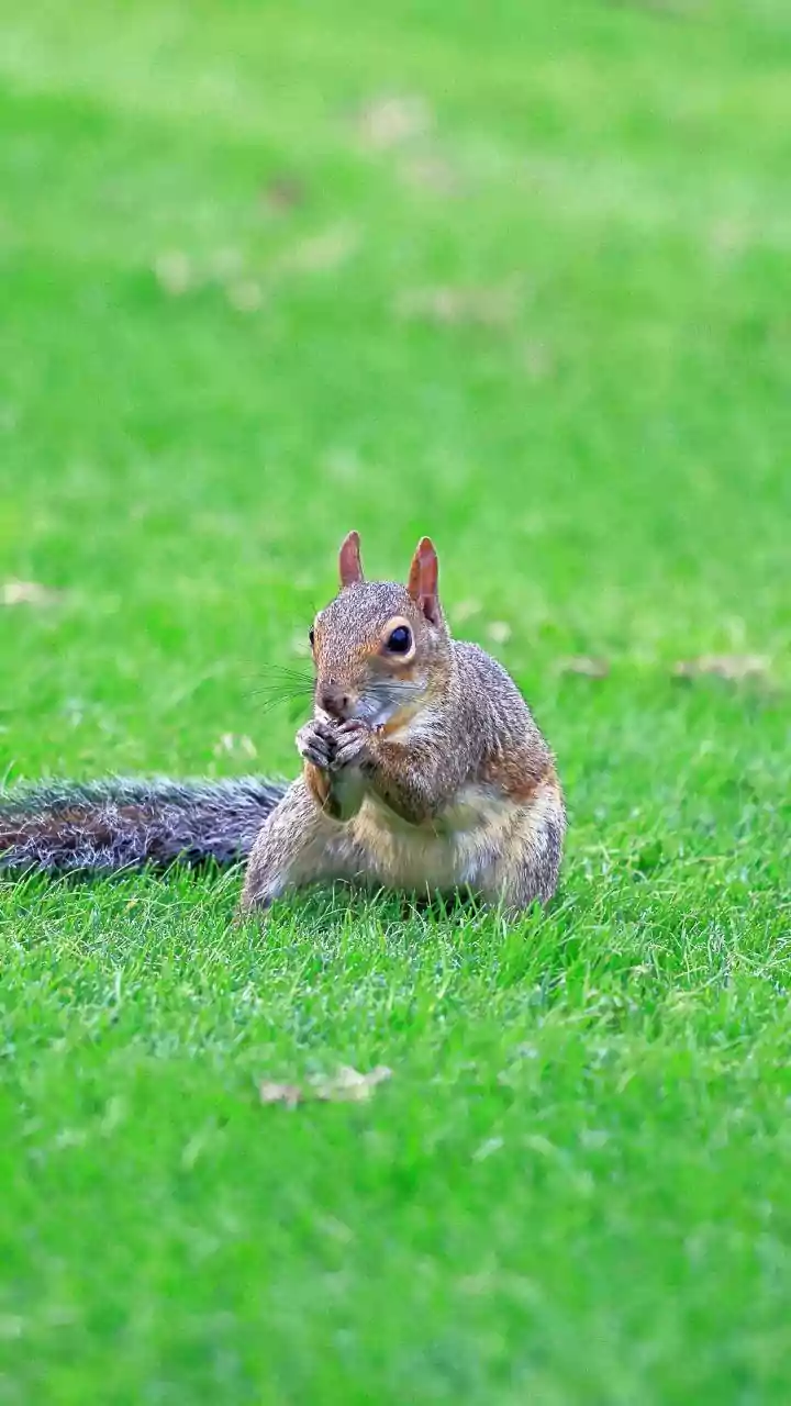 Beyond Birds: 5 Fascinating Animals That Master the Art of Nest Building