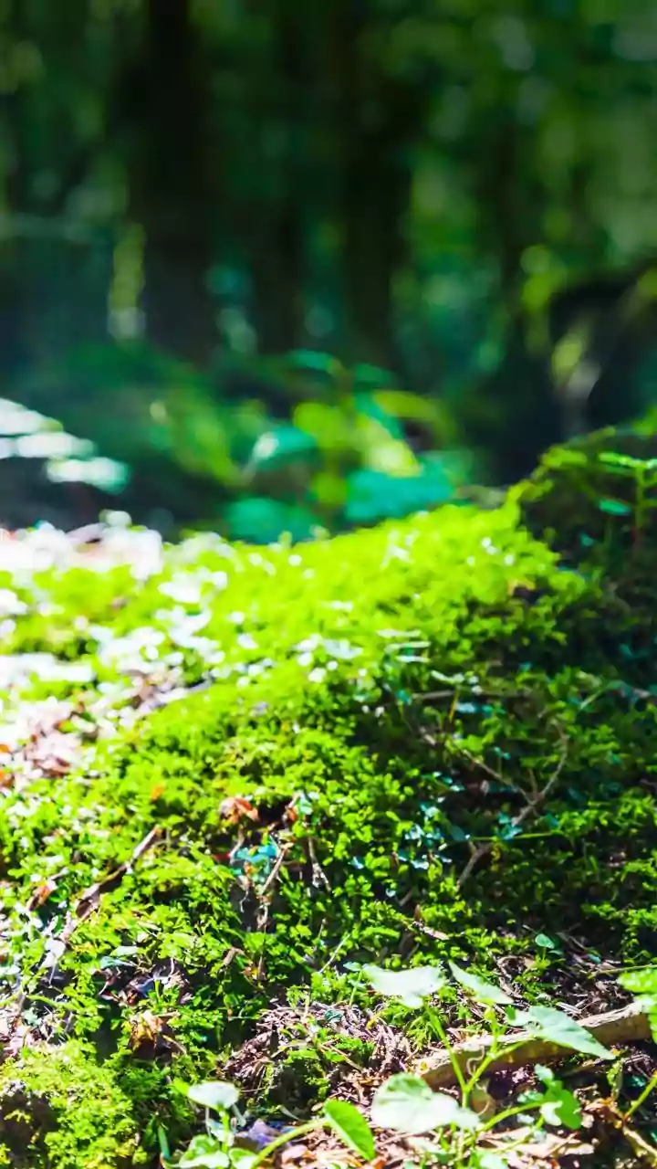 The Mysterious CAG-170: A Hidden Gut Microbe Powering Global Health