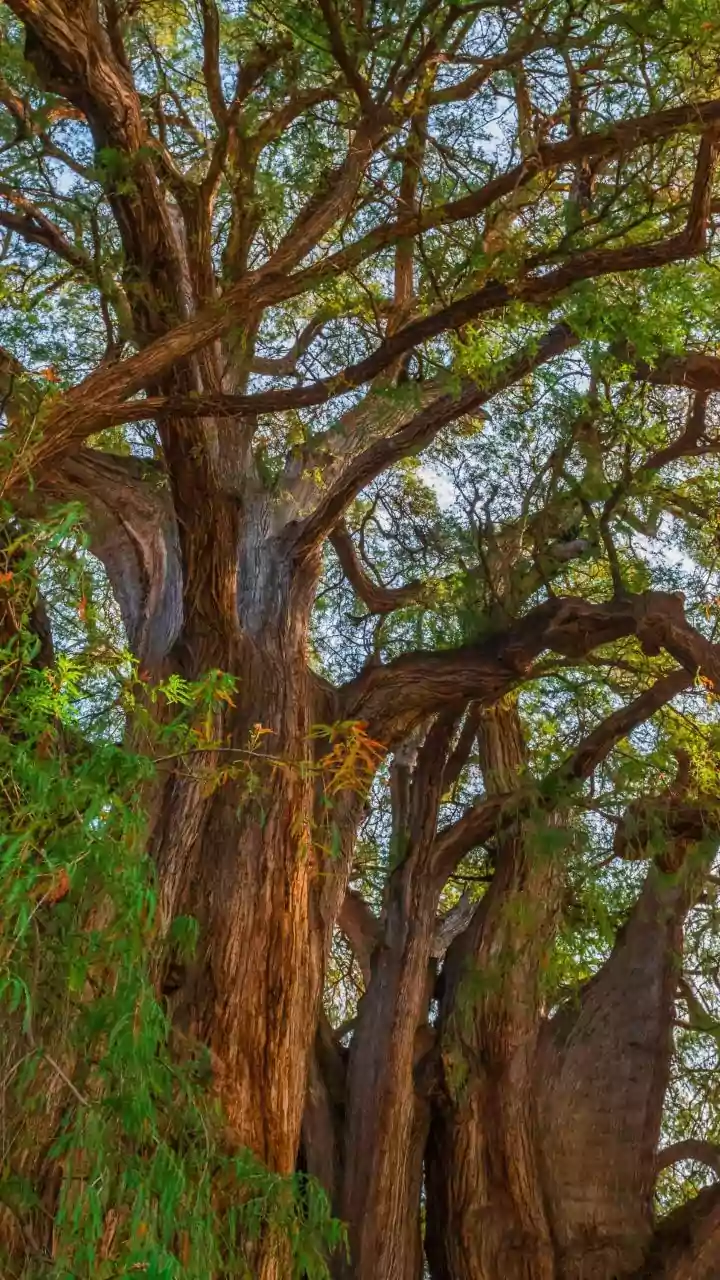 MP News: Old Neem & Mango Trees Felled At Oxygen Hub In Gwalior’s Jiwaji University; Municipal Officials Intervene