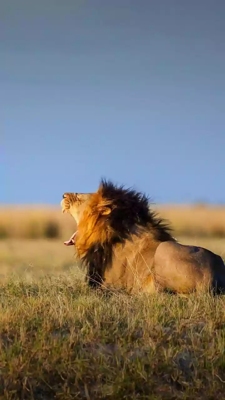 Barda's 17 Asiatic Lions Signal A New Phase In Gujarat's Wildlife Conservation