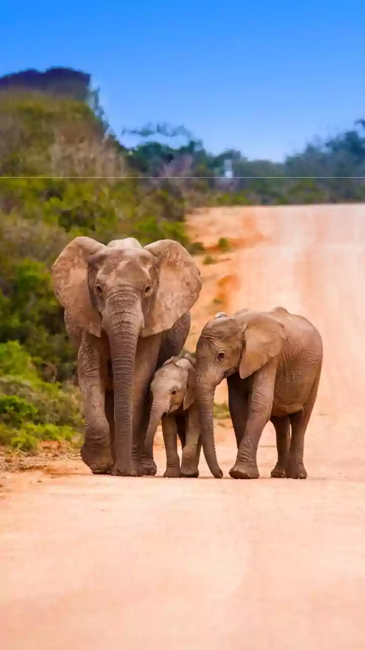 What Slow Travel Looks Like Across South Africa's Roads and Reserves