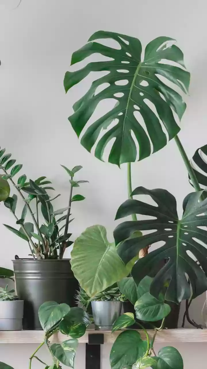Simple Houseplants That Thrive In Humid Weather