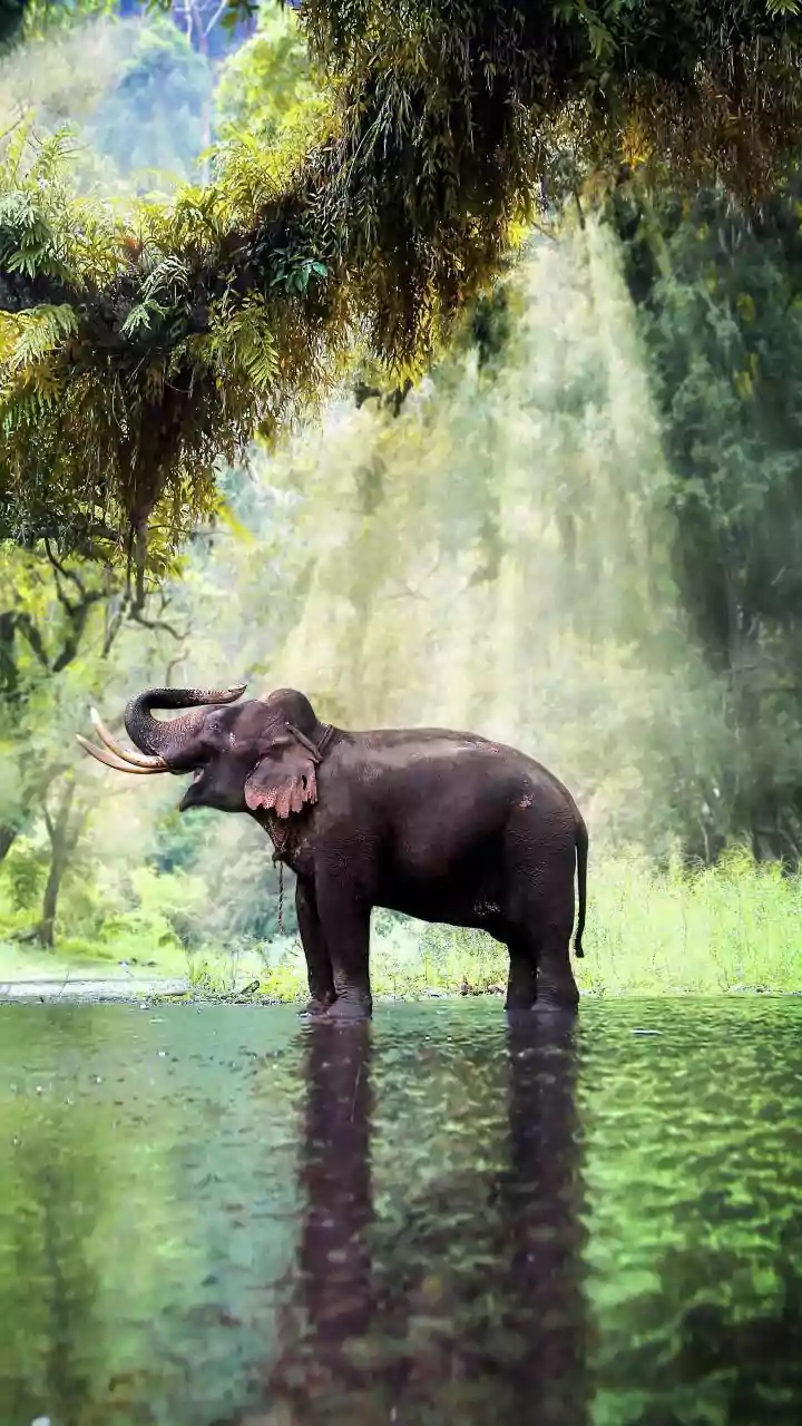 Urban Wildlife Sightings Are India's Rainy-Season Joy