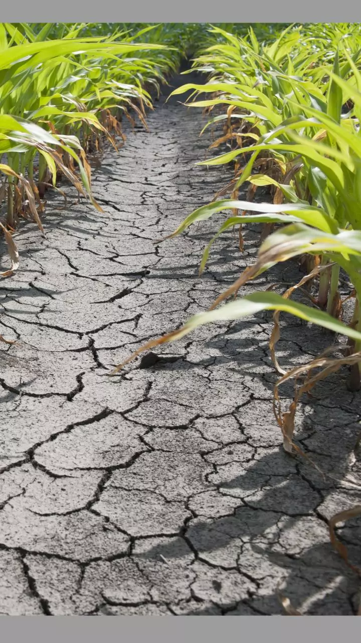Karnataka Faces Worst Drought in 150 Years Amid Monsoon Deficit