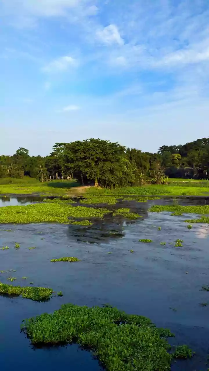 Gharial Numbers Rise in Bihar River