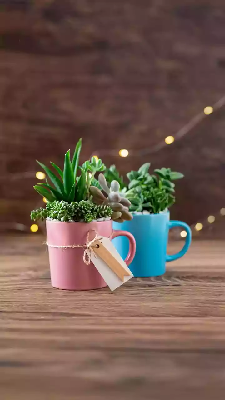 Before you gift a plant, read this