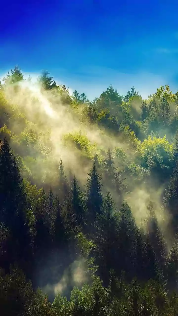 How Brief Morning Exposure To Natural Light Fights Off Midday Brain Fog