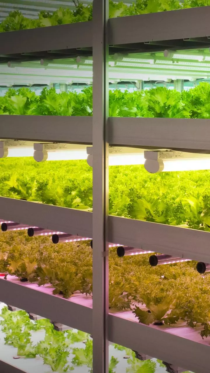 Growing a vegetable garden? Start with these AI tools