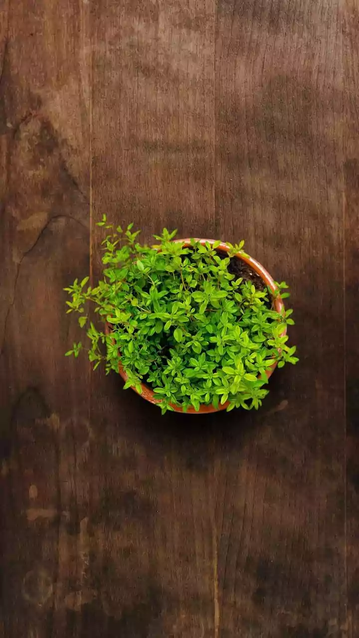 Why Kitchen Herbs Make Sense For First-Time Urban Gardeners With Limited Space
