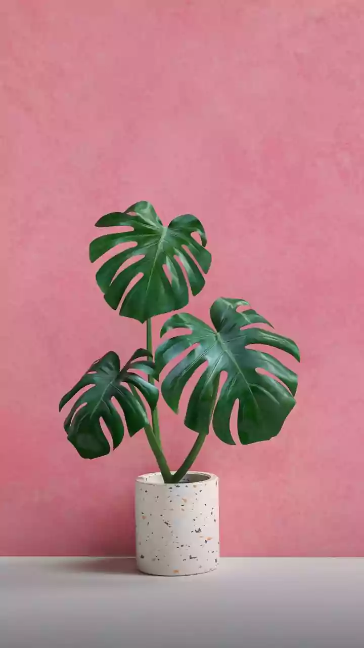 Low-Maintenance Greens Make Homes Look Better Fast