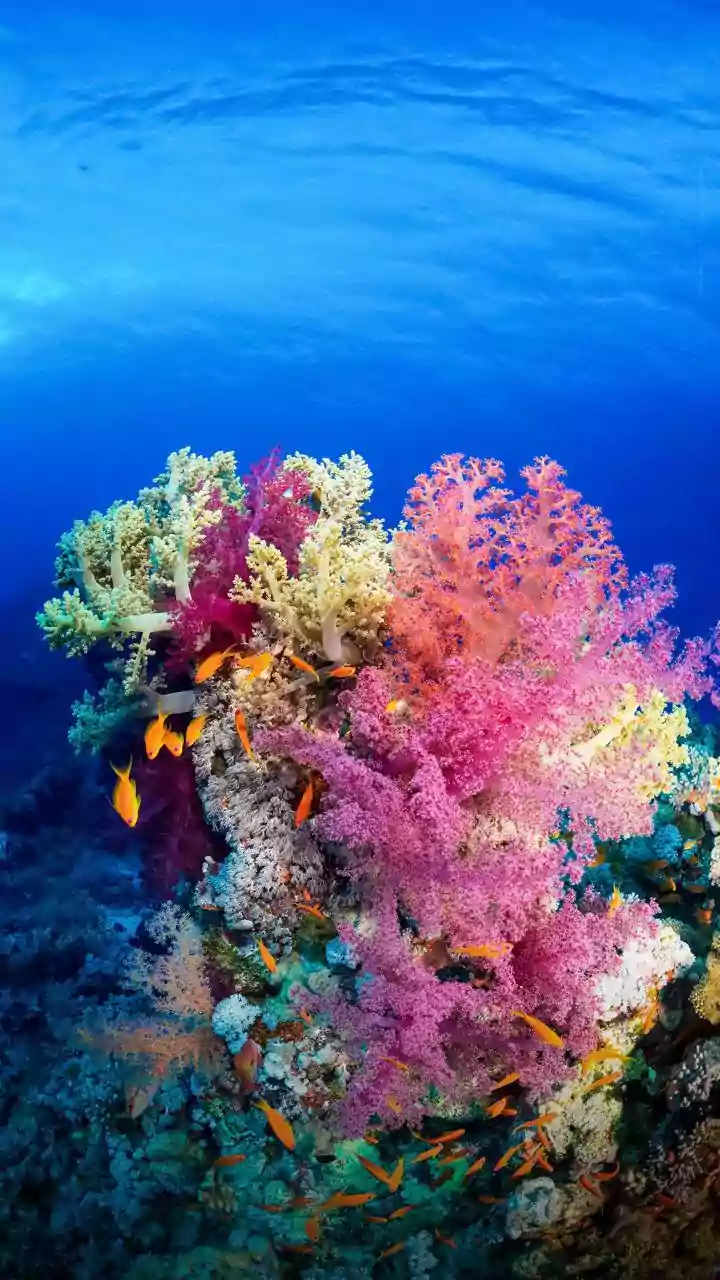 Sustainable Travel Guidelines In Lakshadweep Safeguard Vulnerable Marine Habitats Against Tourism Pressure Surges