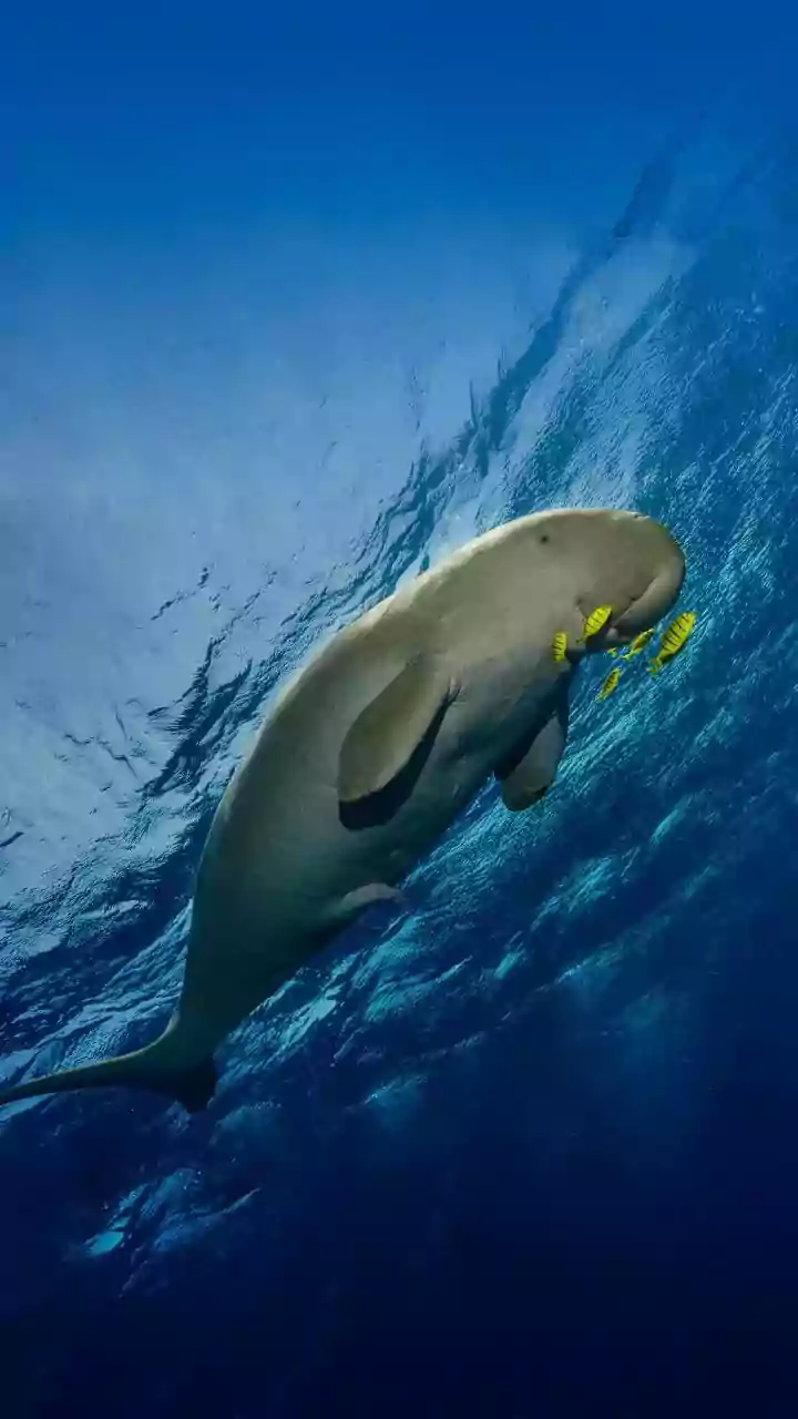 Photography Should Not Push Operators Closer to Dolphins than Guidelines Allow