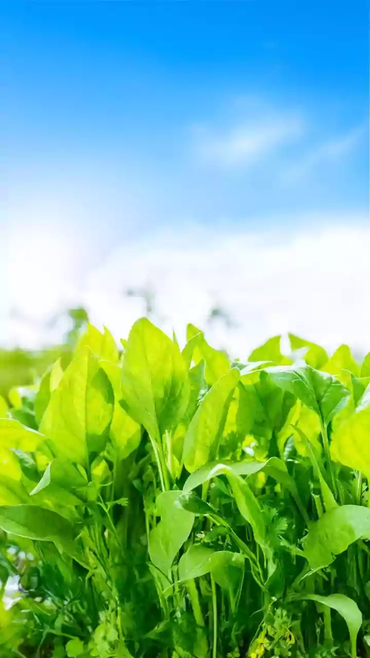Leafy Vegetables Are Sometimes Avoided During Sawan's Humid Monsoon Weeks