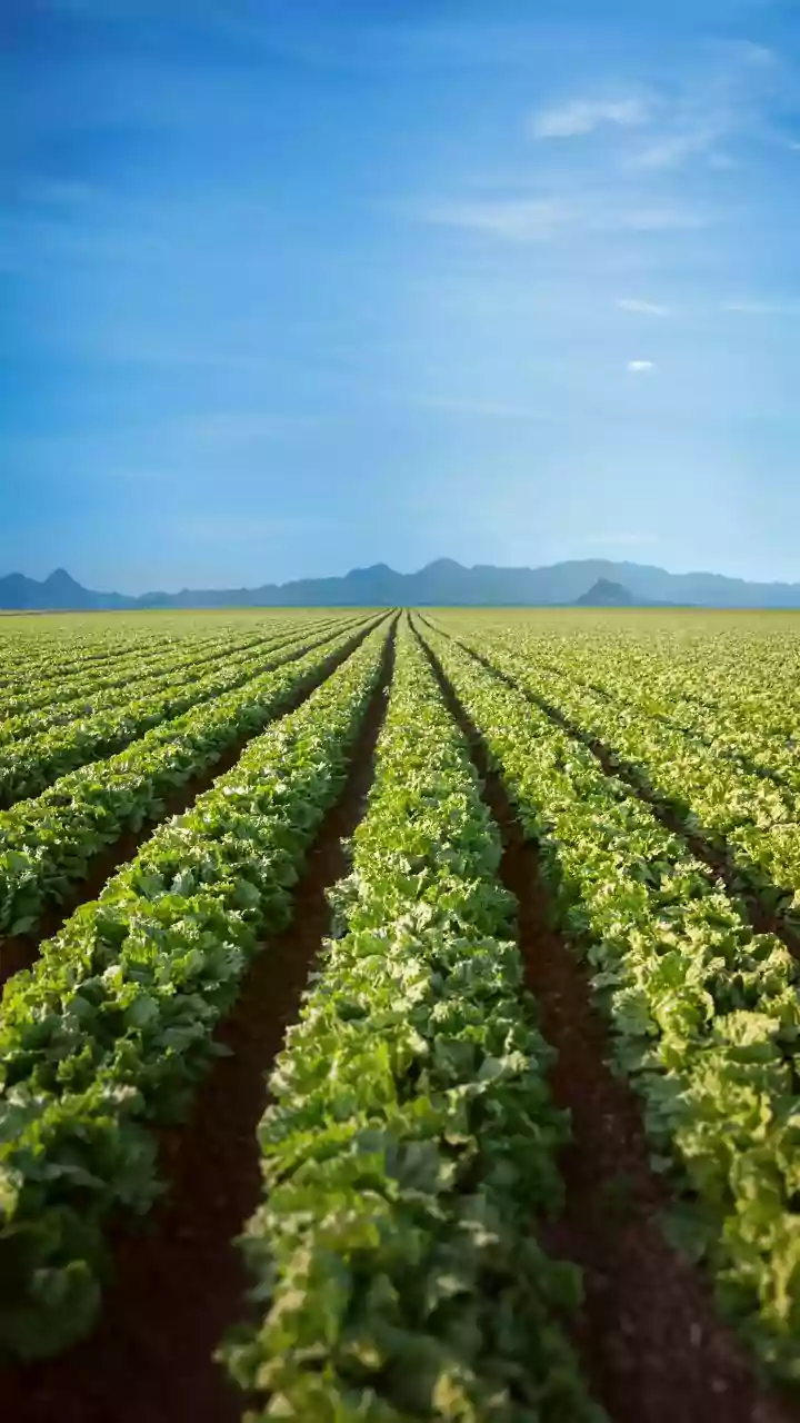 Agricultura moderna empobreceu valor nutricional do que comemos