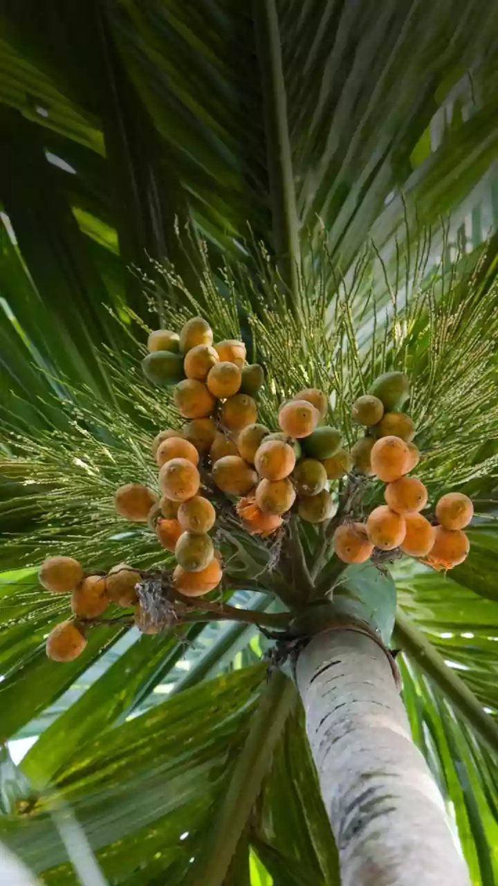 Score wonderful skin with red palm fruit