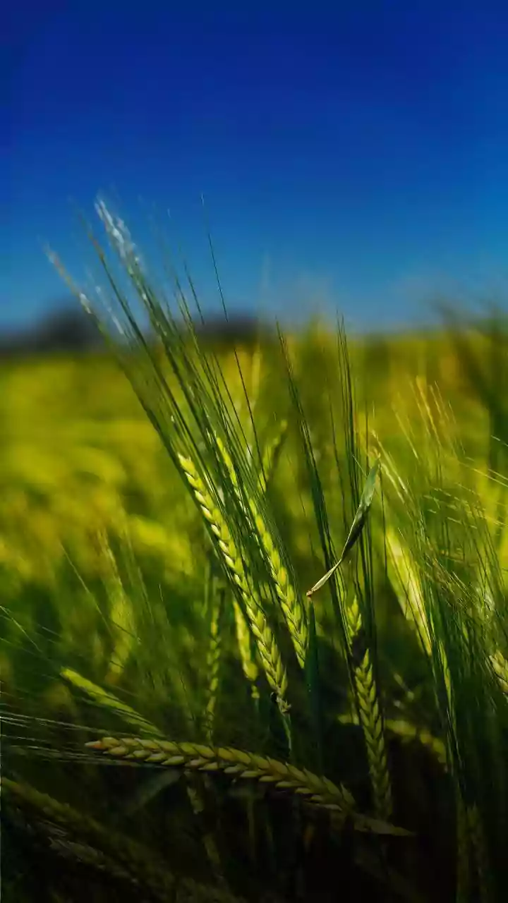 India's Monsoon Deficit Threatens Summer Crops