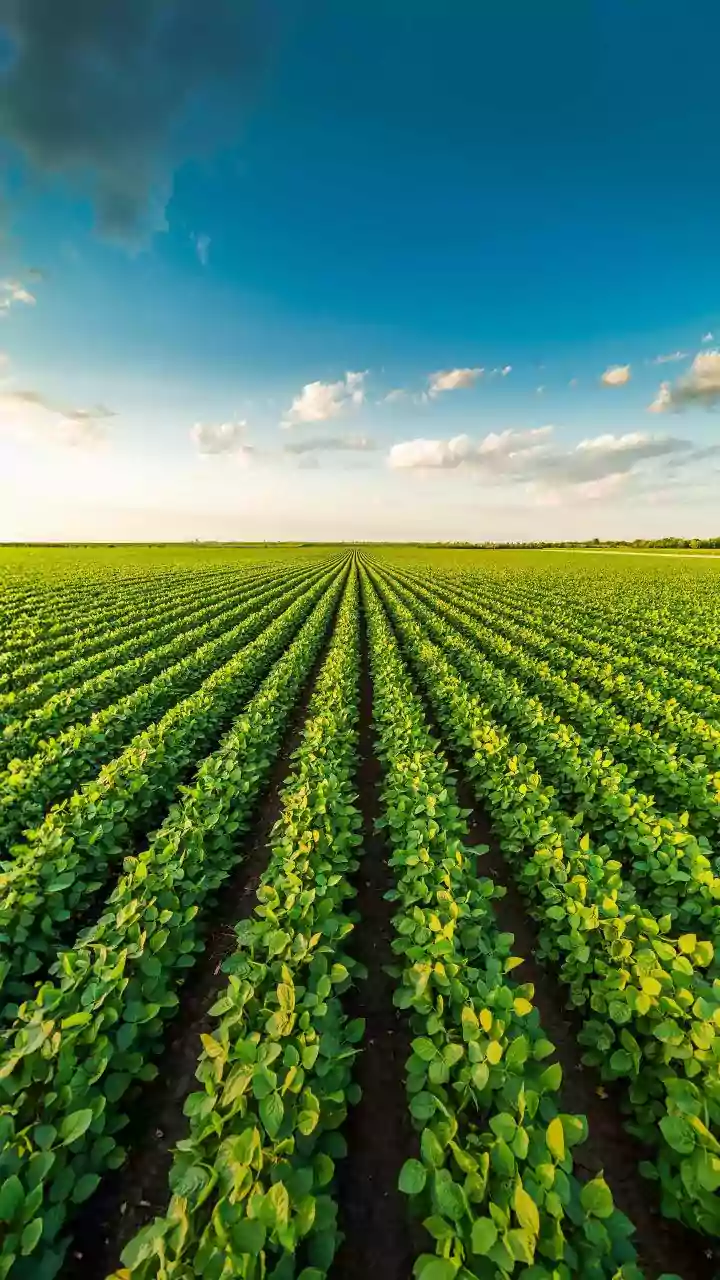India's Indigenous Strawberry Project: Explaining Climate-Ready Horticulture Without the Hype
