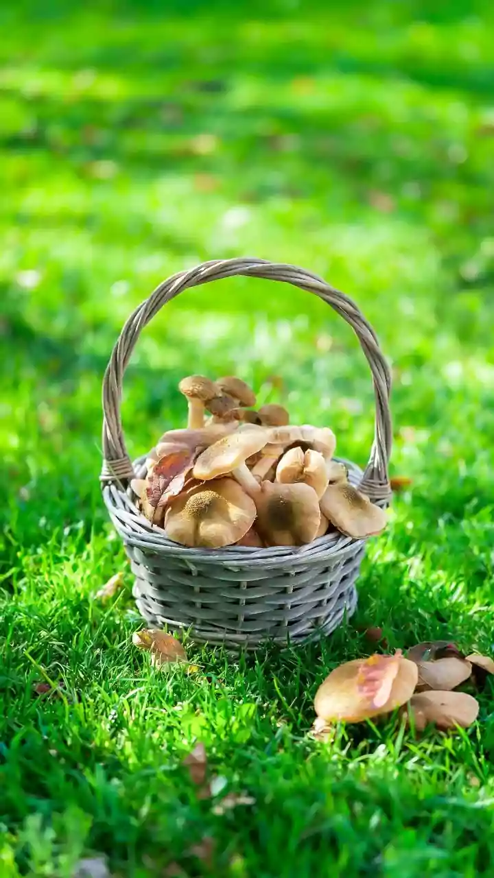 Rainy Season Food Risks: Why Mushrooms Need Extra Attention