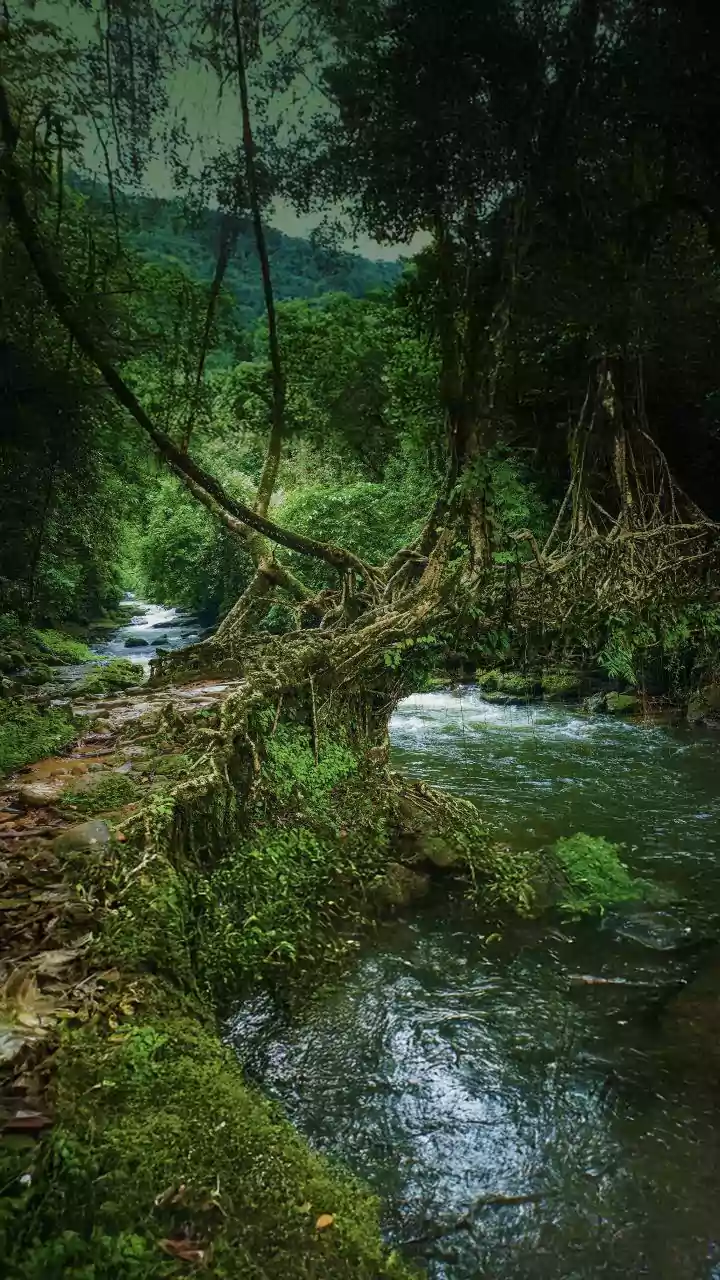 Why The Intersection Of Cultural Heritage Mapping And Living Root Bridge Conservation Attracts Grads