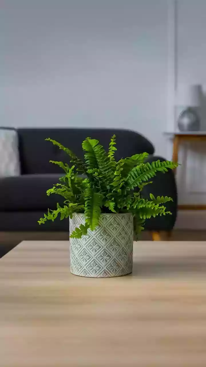 Everyday Greens For Home Decor — Balancing Decoration With Easy Maintenance