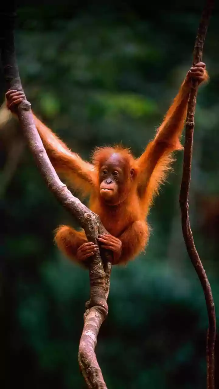 Baby orangutan at Nandankanan Zoo quarantined with fever, condition stable