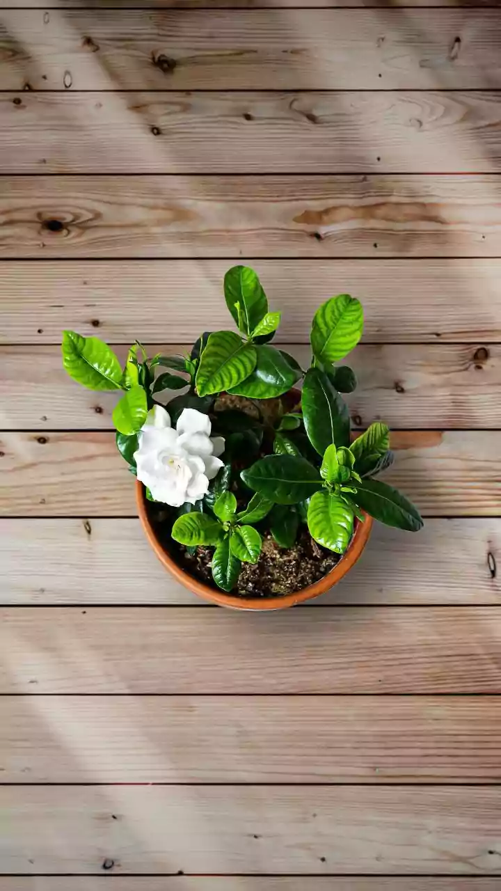 Terracotta Olla Pots Deliver Slow Clay-Filtered Moisture For Urban Balcony Garden Crops All Season