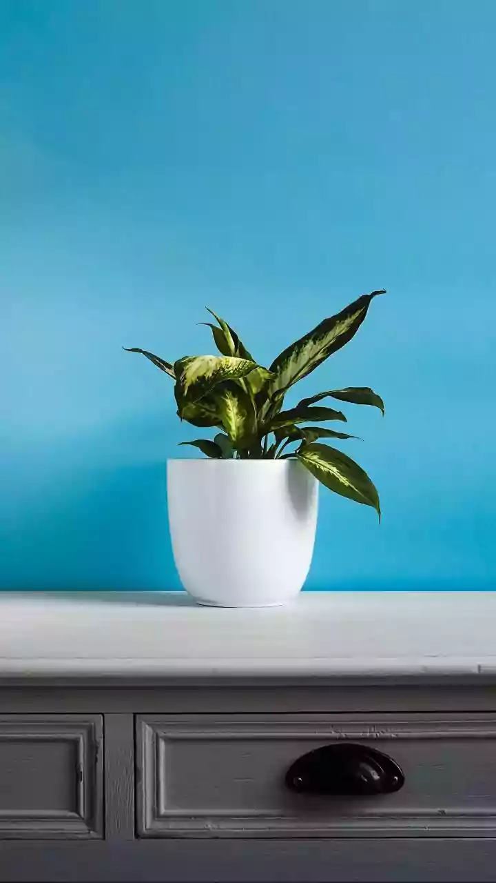 Why Houseplants Don't Always Need Daily Water During Humidity