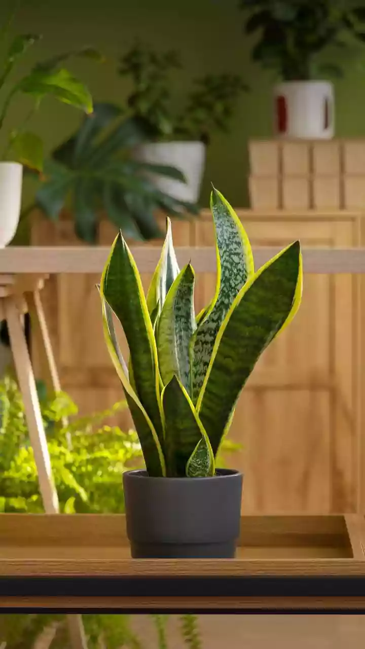 Garden Guardians: Plants That Naturally Deter Snakes