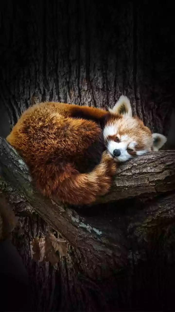 Unveiling Sleep Secrets: Animals Who Nap A Lot