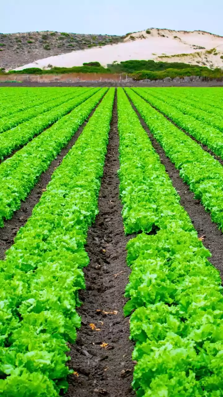 Soundwave Powered Crop Protection Keeps Organic Urban Farms Chemical Free Today