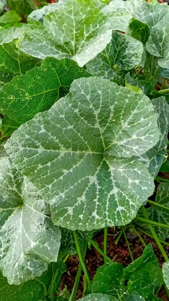 A Variety Name Can Signal Different Flavour, Size or Growth Pattern
