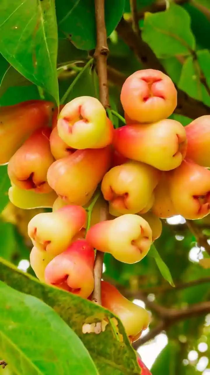 10 Extraordinary Fruit Trees to Discover on Your Next Botanical Adventure