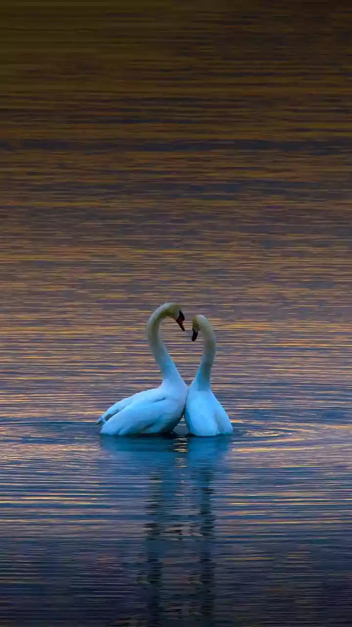 Swans or Orchestra? Your First Glance Reveals Your Relationship Dynamics