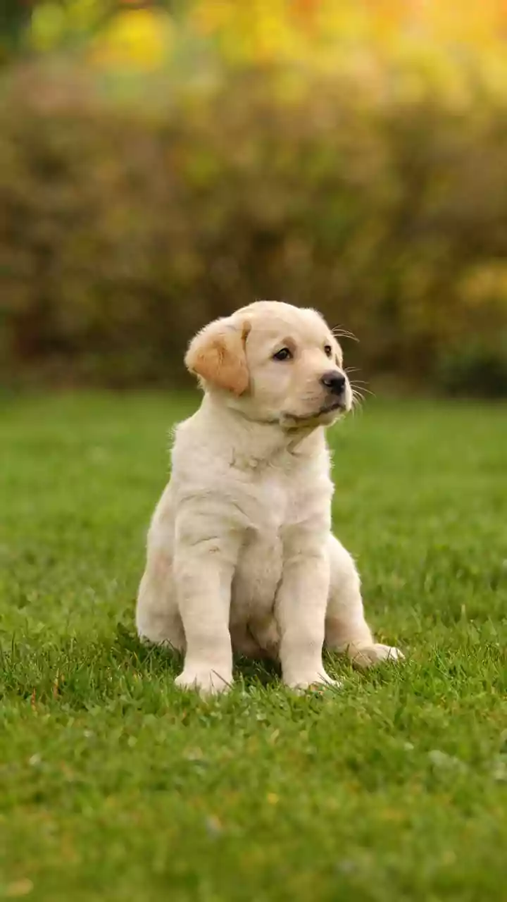 Fog reels explode — puppies chase mist and win hearts online